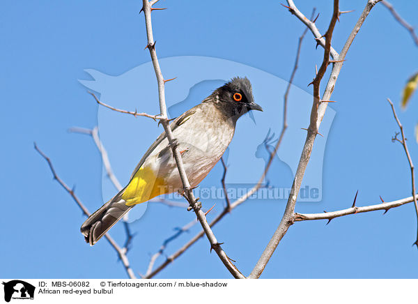 African red-eyed bulbul / MBS-06082