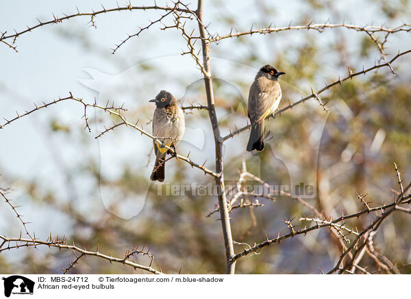 African red-eyed bulbuls / MBS-24712