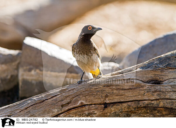African red-eyed bulbul / MBS-24782