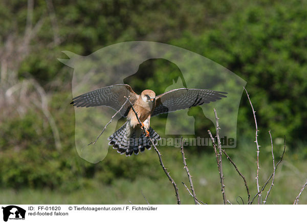 red-footed falcon / FF-01620