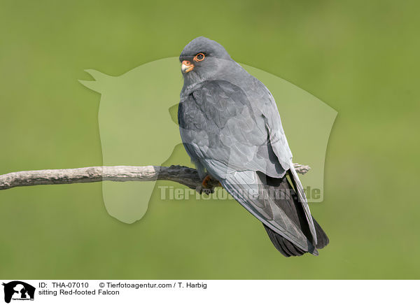 sitting Red-footed Falcon / THA-07010