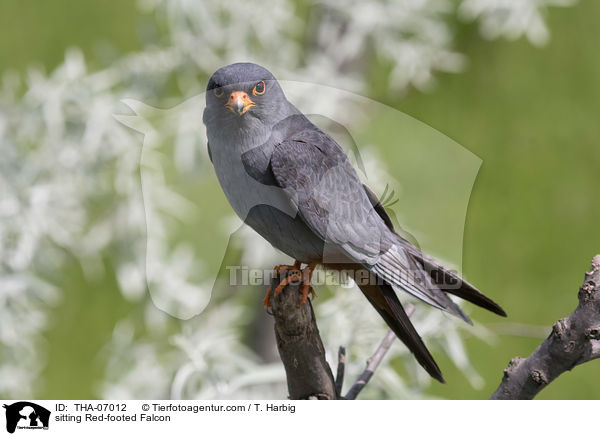 sitting Red-footed Falcon / THA-07012