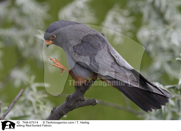 sitting Red-footed Falcon / THA-07014