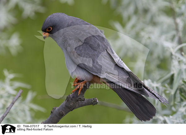 sitting Red-footed Falcon / THA-07017