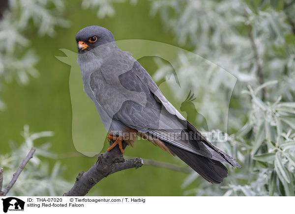 sitting Red-footed Falcon / THA-07020
