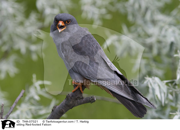 sitting Red-footed Falcon / THA-07021