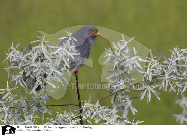 sitting Red-footed Falcon / THA-07022