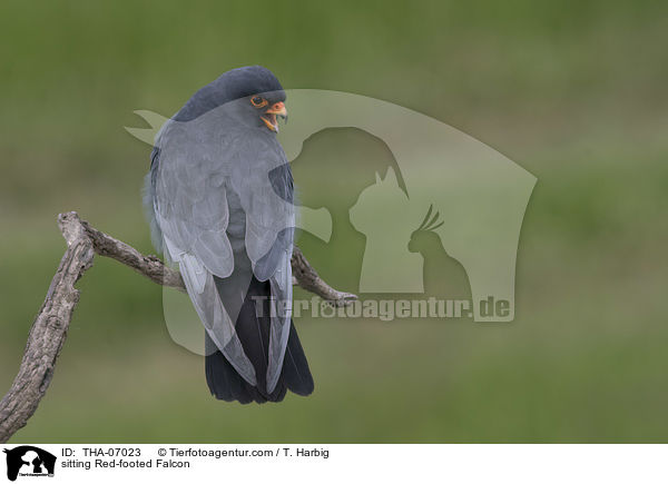 sitting Red-footed Falcon / THA-07023