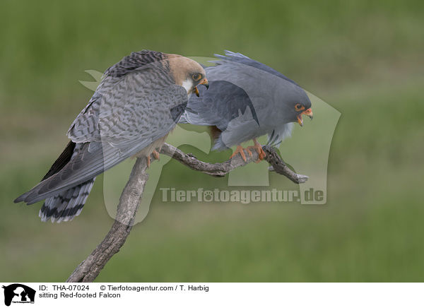 sitting Red-footed Falcon / THA-07024