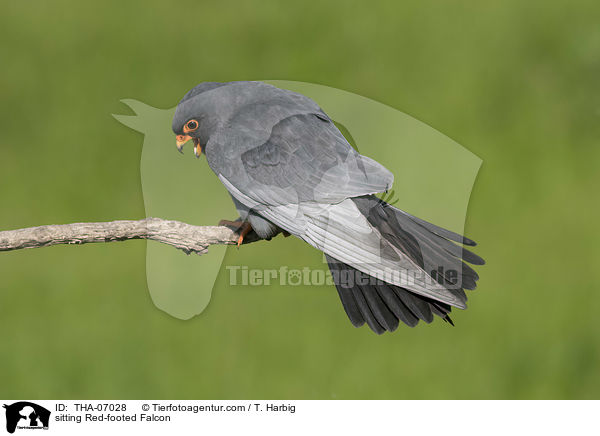sitting Red-footed Falcon / THA-07028