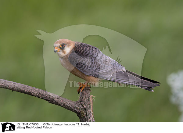 sitting Red-footed Falcon / THA-07033