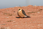red-footed falcon