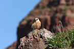 red-footed falcon