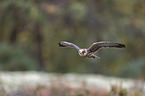 flying Red-footed Falcon