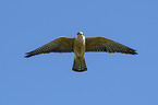 flying Red-footed Falcon
