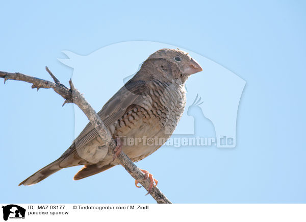 paradise sparrow / MAZ-03177