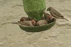 paradise sparrows