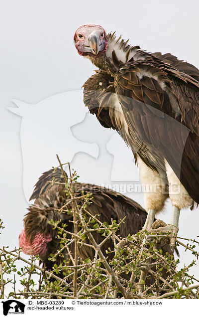 red-headed vultures / MBS-03289