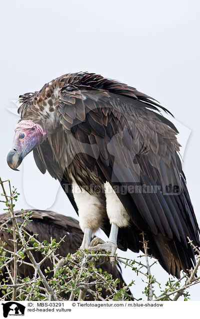 red-headed vulture / MBS-03291