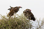 red-headed vultures