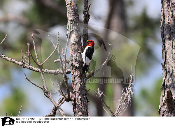 red-headed woodpecker / FF-13799