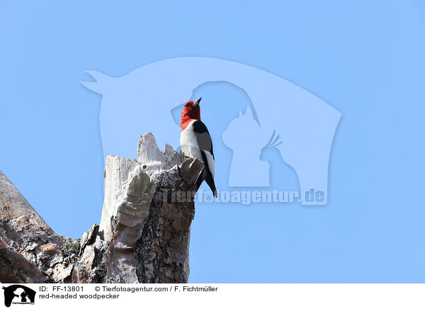 red-headed woodpecker / FF-13801