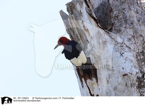 red-headed woodpecker / FF-13803