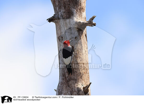 red-headed woodpecker / FF-13804