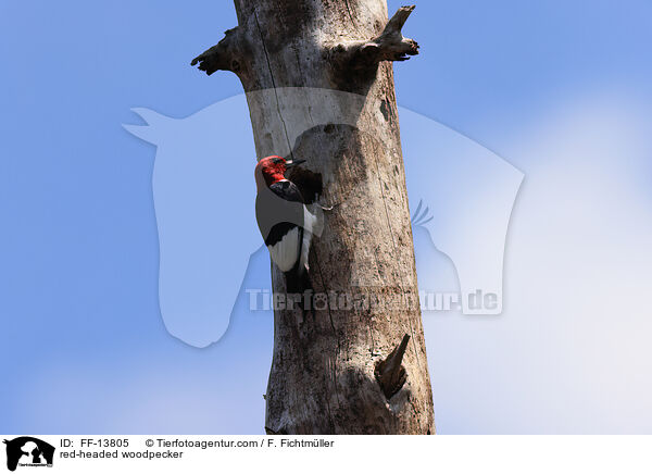 red-headed woodpecker / FF-13805