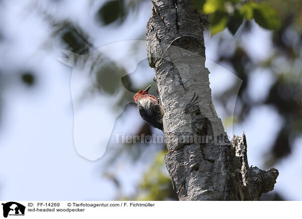 red-headed woodpecker / FF-14269