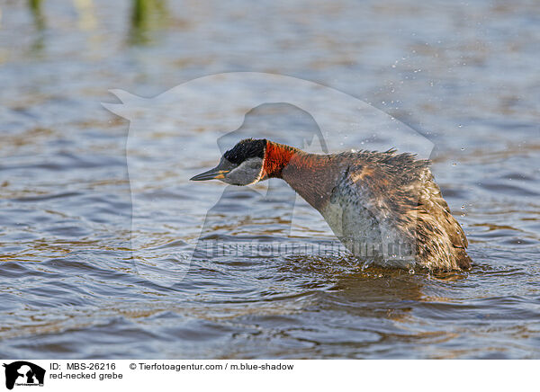 red-necked grebe / MBS-26216
