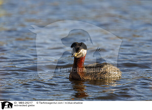 red-necked grebe / MBS-26217