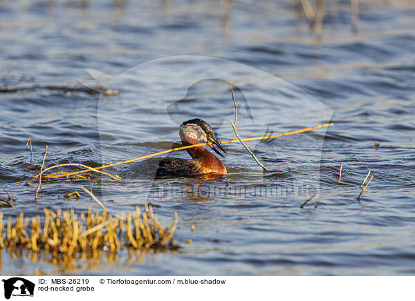 red-necked grebe / MBS-26219