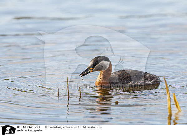 red-necked grebe / MBS-26221