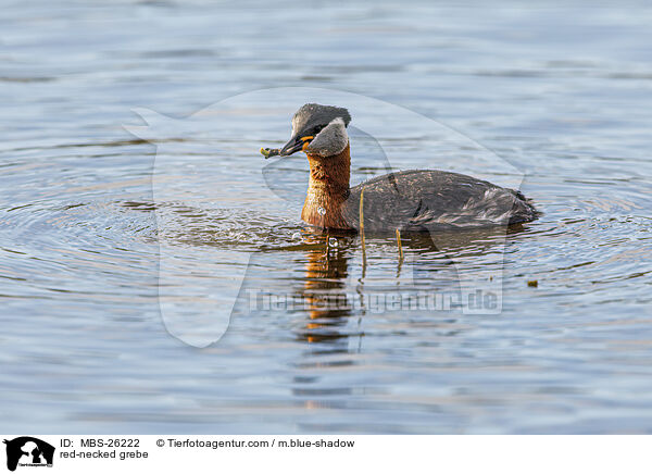 red-necked grebe / MBS-26222