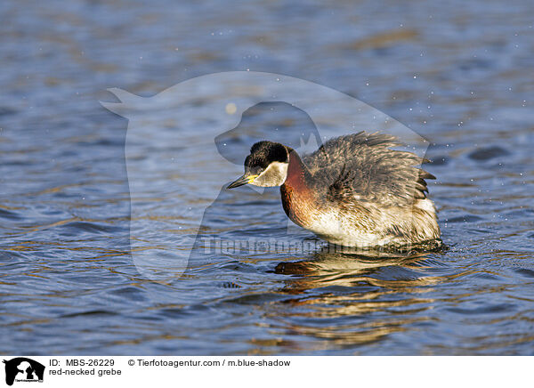red-necked grebe / MBS-26229