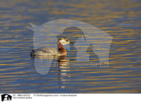 red-necked grebe / MBS-26232