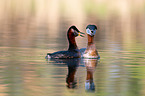 red-necked grebes