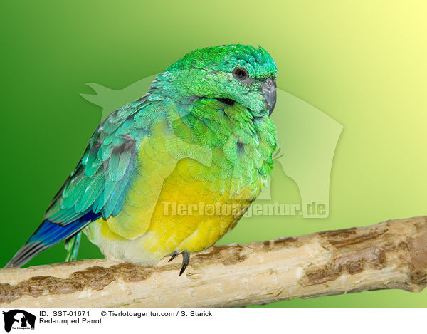 Red-rumped Parrot / SST-01671