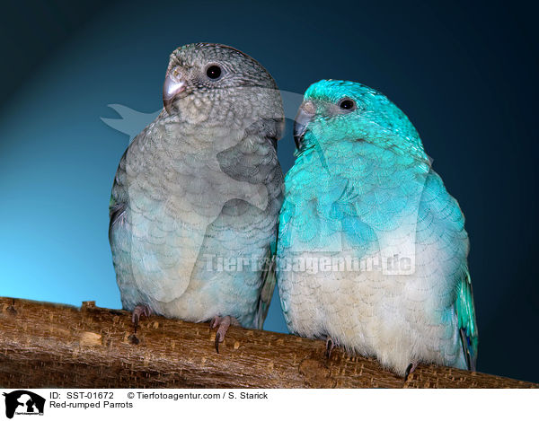 Red-rumped Parrots / SST-01672