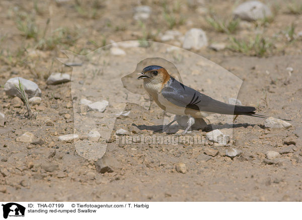 standing red-rumped Swallow / THA-07199