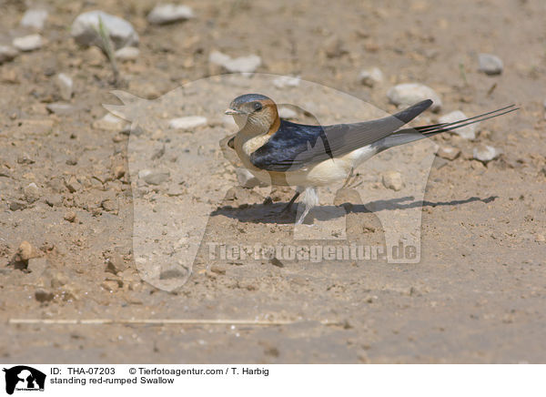 standing red-rumped Swallow / THA-07203