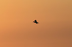 common redshank