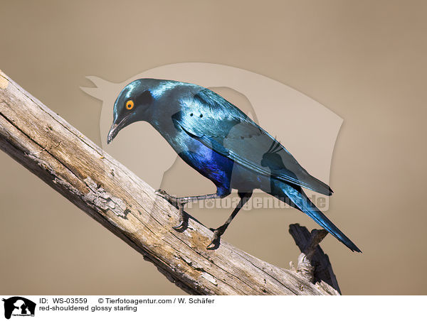 red-shouldered glossy starling / WS-03559