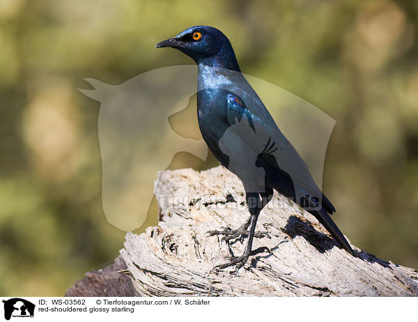red-shouldered glossy starling / WS-03562