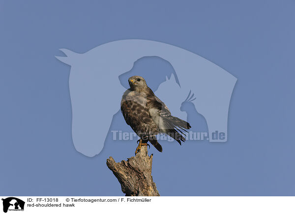 red-shouldered hawk / FF-13018