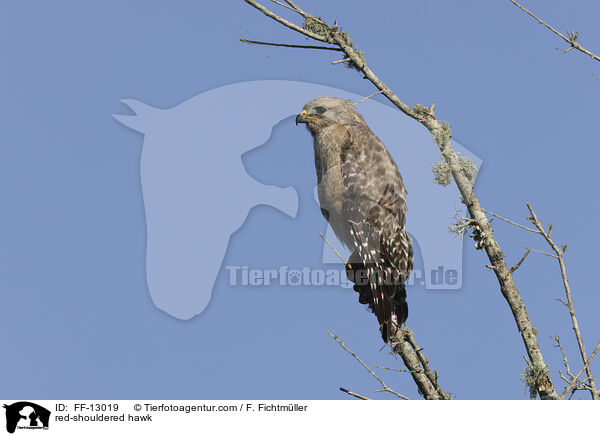 red-shouldered hawk / FF-13019