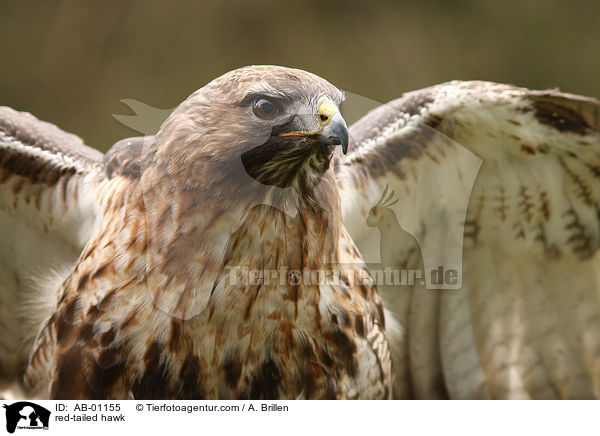 red-tailed hawk / AB-01155