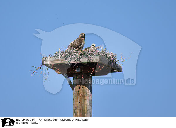 red-tailed hawks / JR-06514