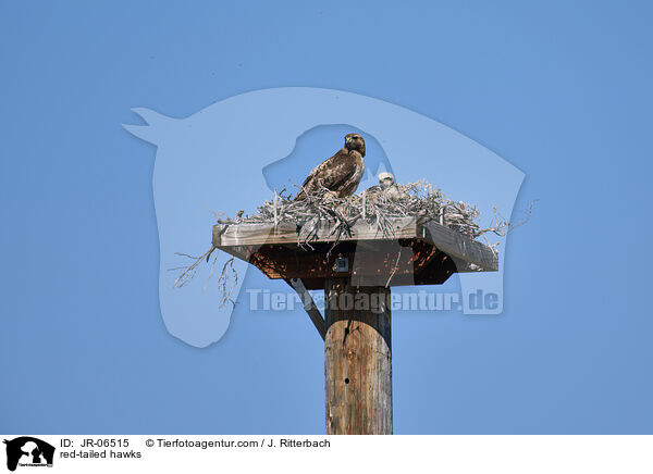 red-tailed hawks / JR-06515